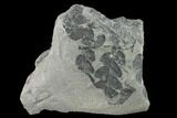 Pennsylvanian Fossil Fern (Mariopteris?) Plate - Kentucky #142396-1